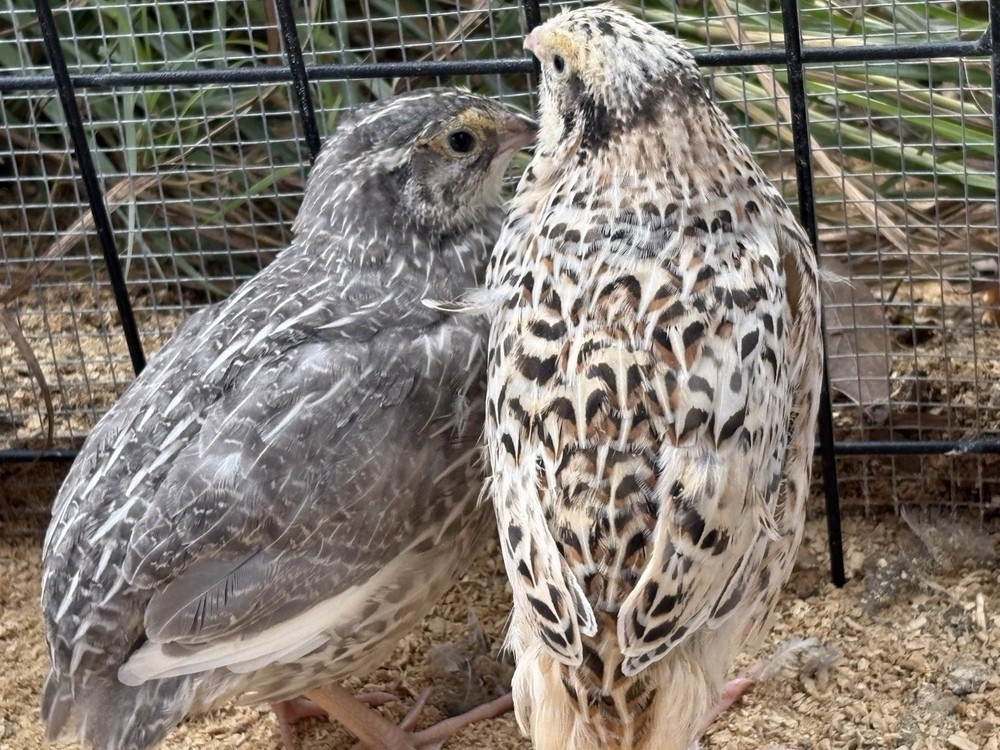 Coturnix hatching eggs unique colors 15 hatching eggs