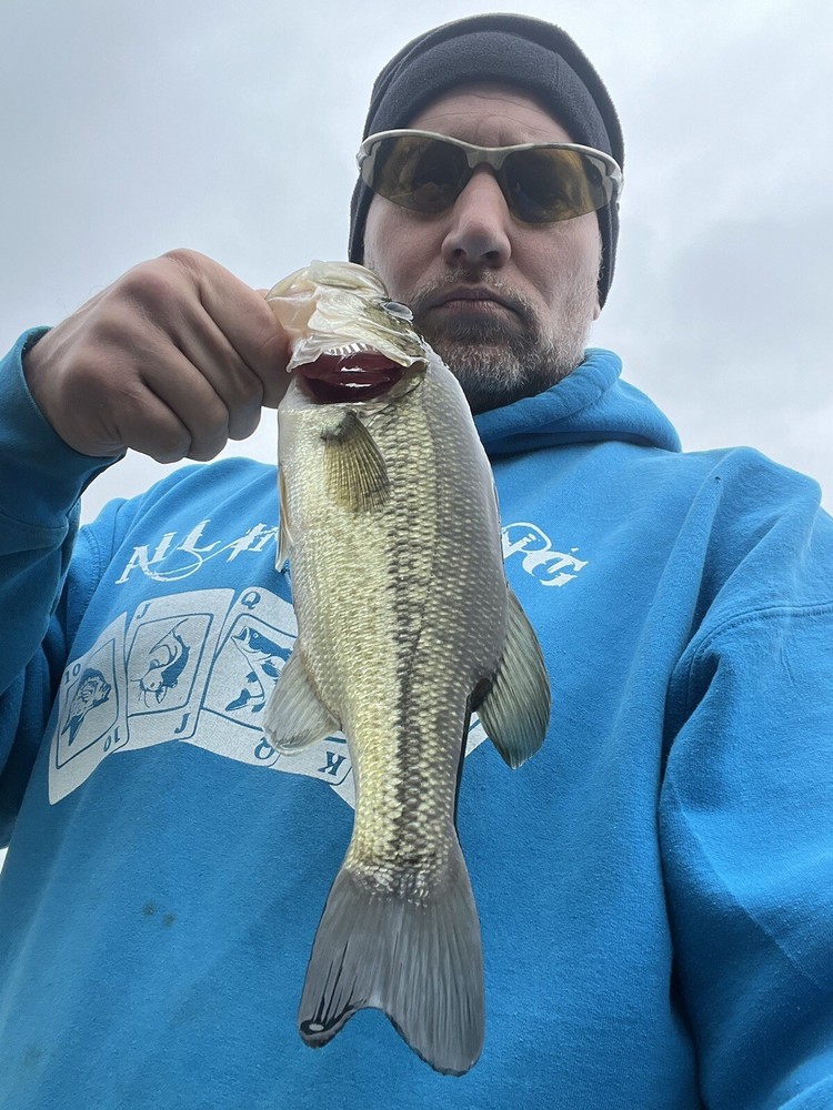 12ct 5" or 4" chartreuse forktail fluke Split Tail Jerk Bait .