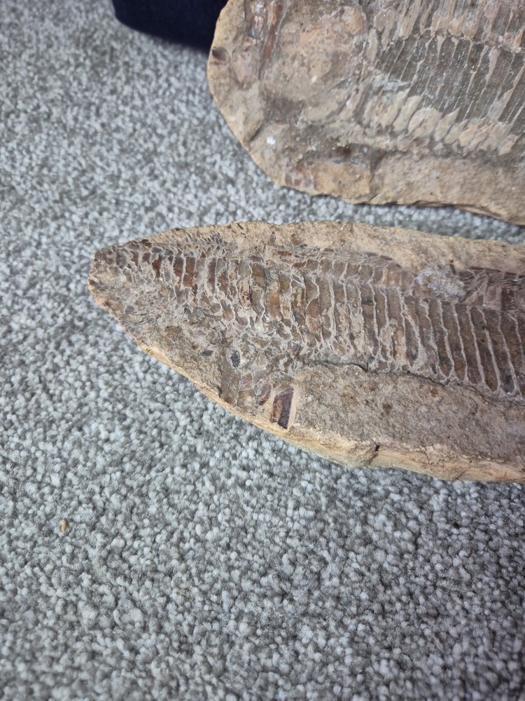 Vinctifer Comptoni Fossil Fish 2 halves
