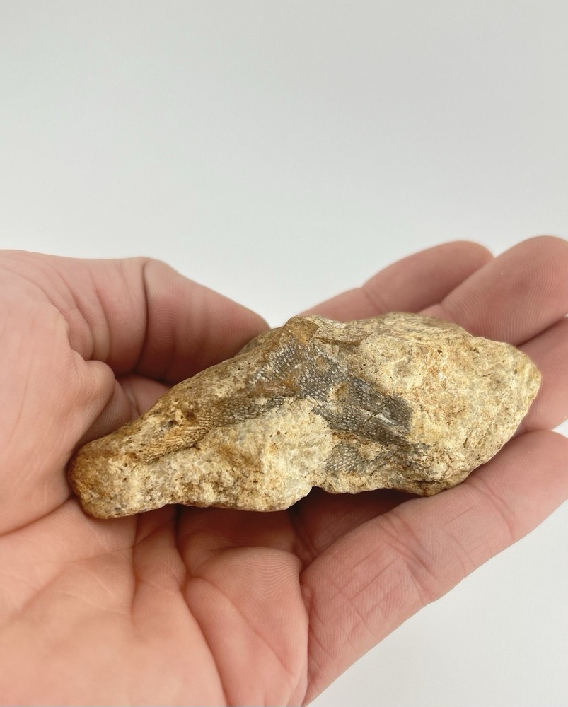 Rare Cretaceous Fossil Fish Scales/Pattern