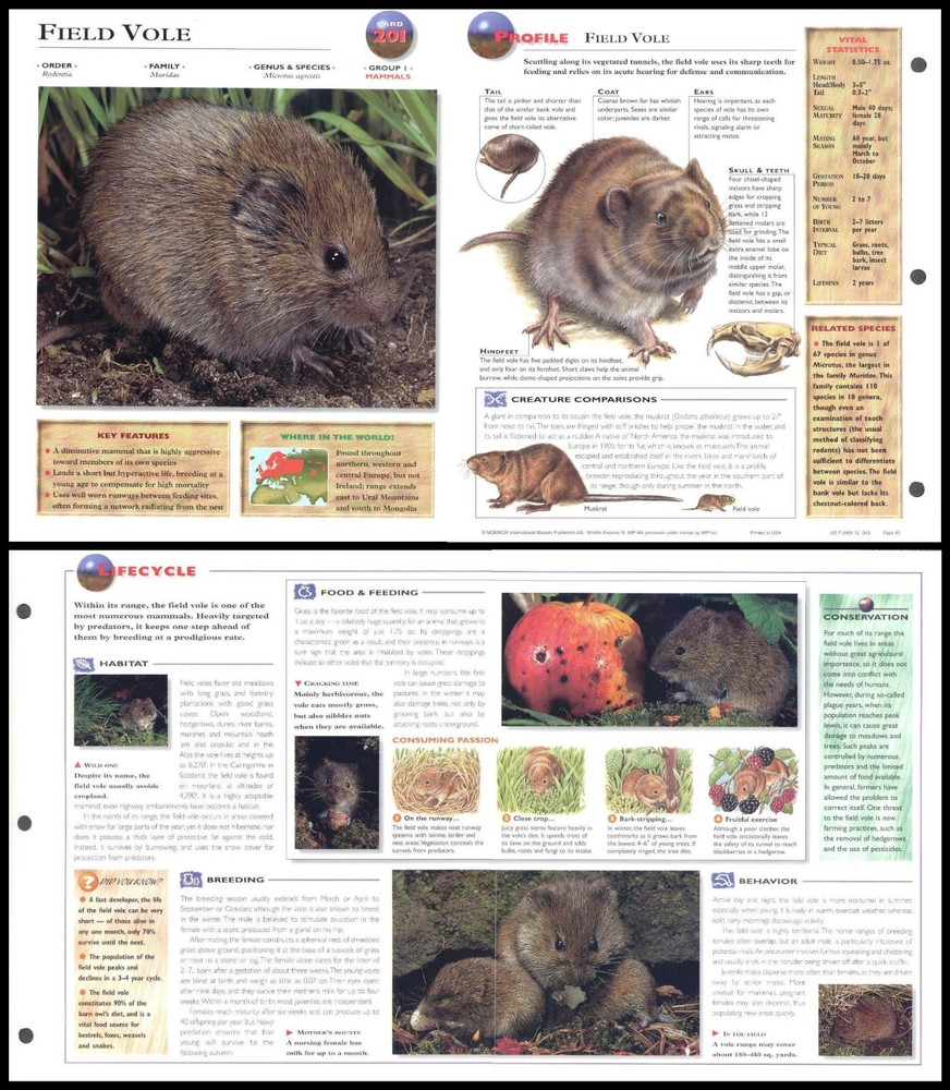 Fold-Out Sheet - Field Vole - 201