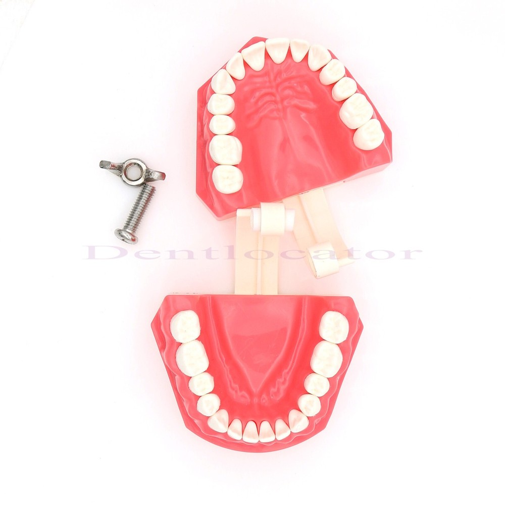 US Dental Typodont Teeth Model 1:1 Brushing Flossing Practice Teaching Model