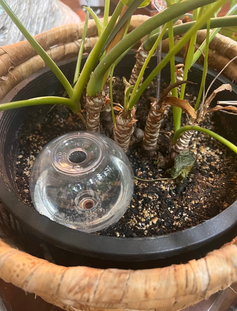 Blumat Clear Globe, 3-pack