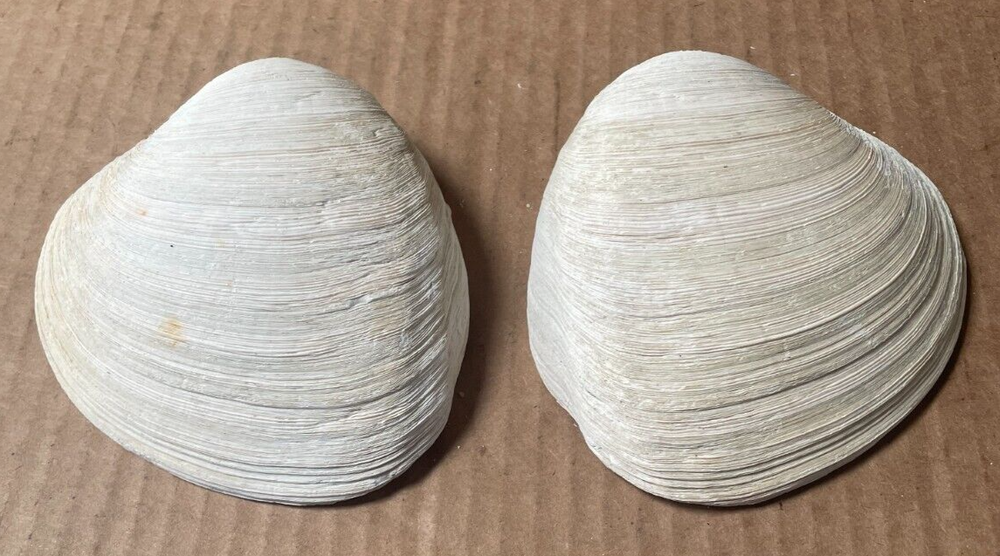 Vintage Ex Large Clam Shell Double Sided 4" x 4 1/2" (K)