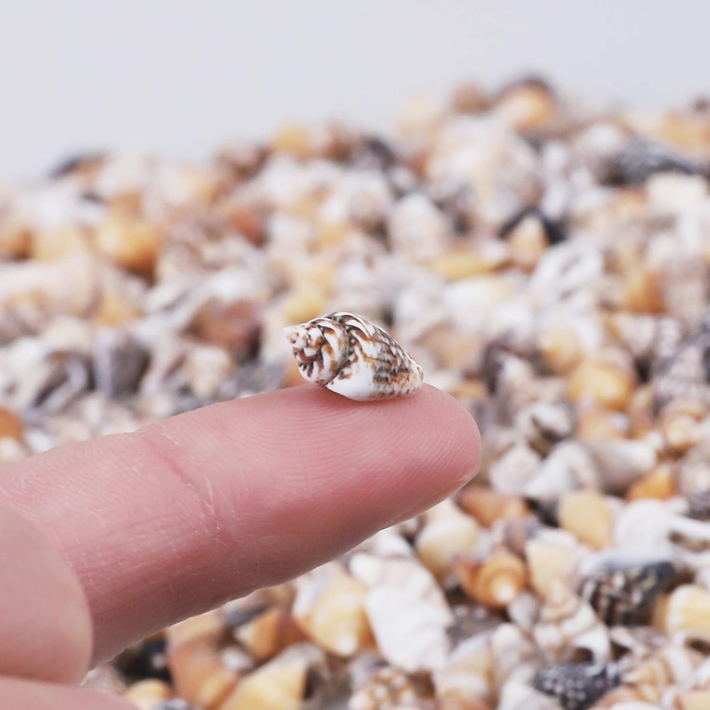 2000 PCS Tiny Mini Small Sea Shells for Crafting Spiral Conch Shells for Crafts