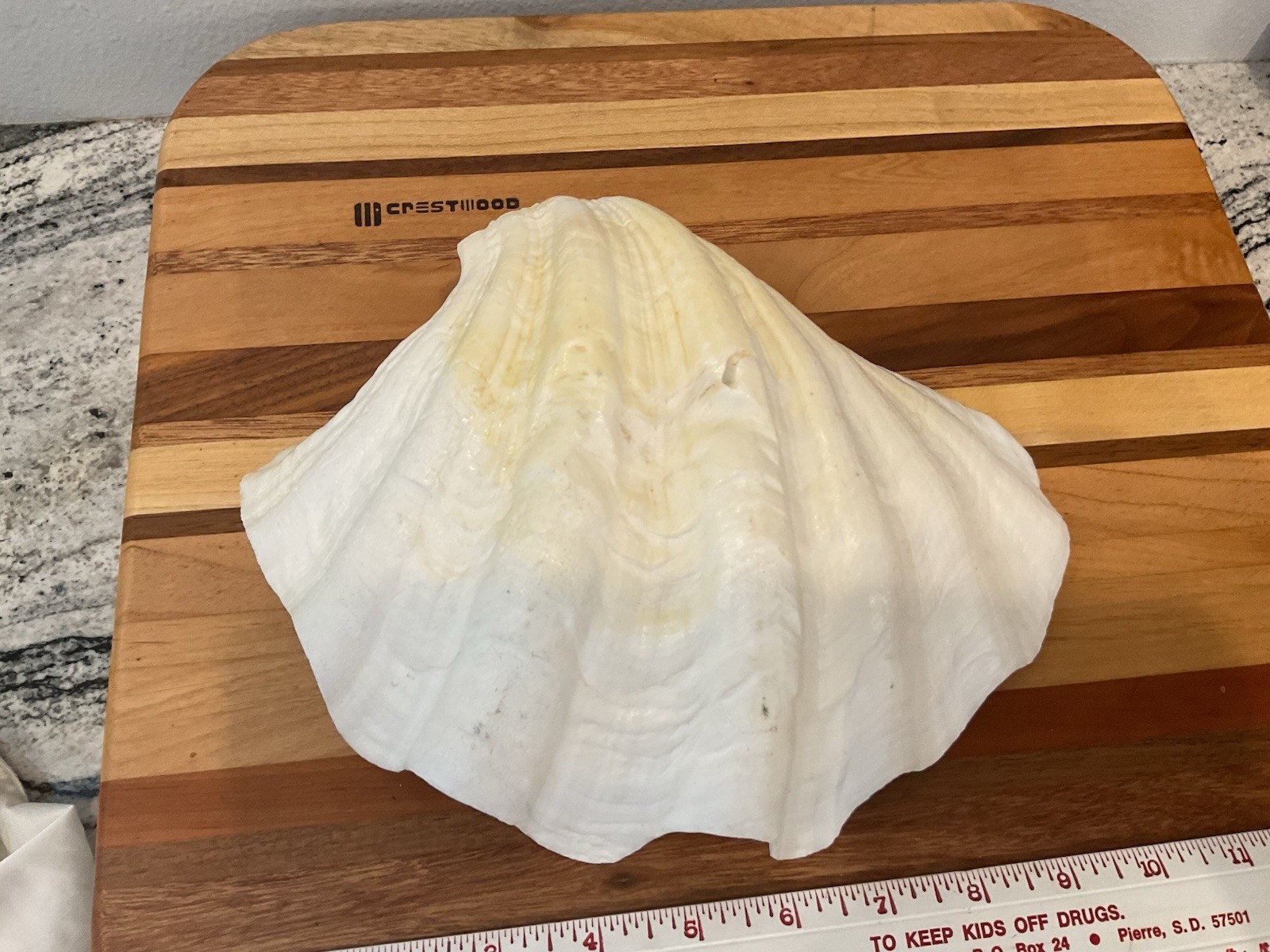 Large Natural Clam Shell Lot Of 3