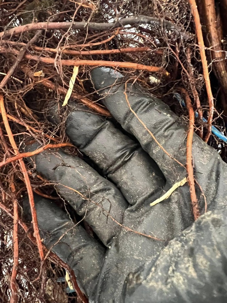 Heritage Raspberry Plants 10 Pack (semi dormant / bare root)