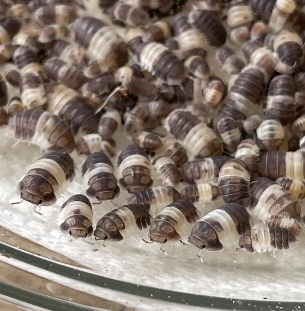 45+ Cubaris Sp. Panda King Isopods~RARE Roly Poly~Pill Bug~Bioactive CUC~LAG