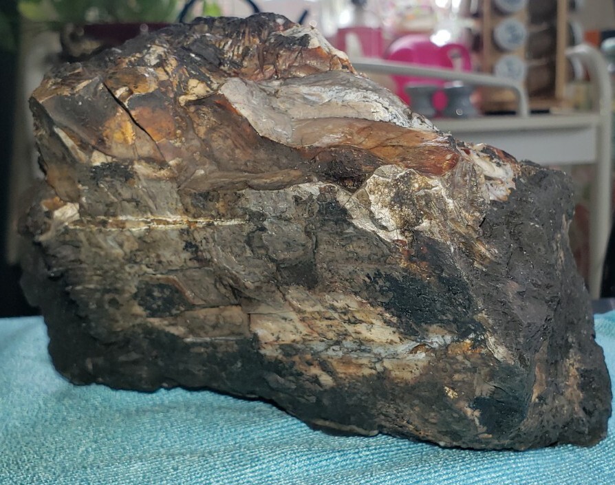 Agatized Opalized Petrified Oregon Fire-scorched Driftwood