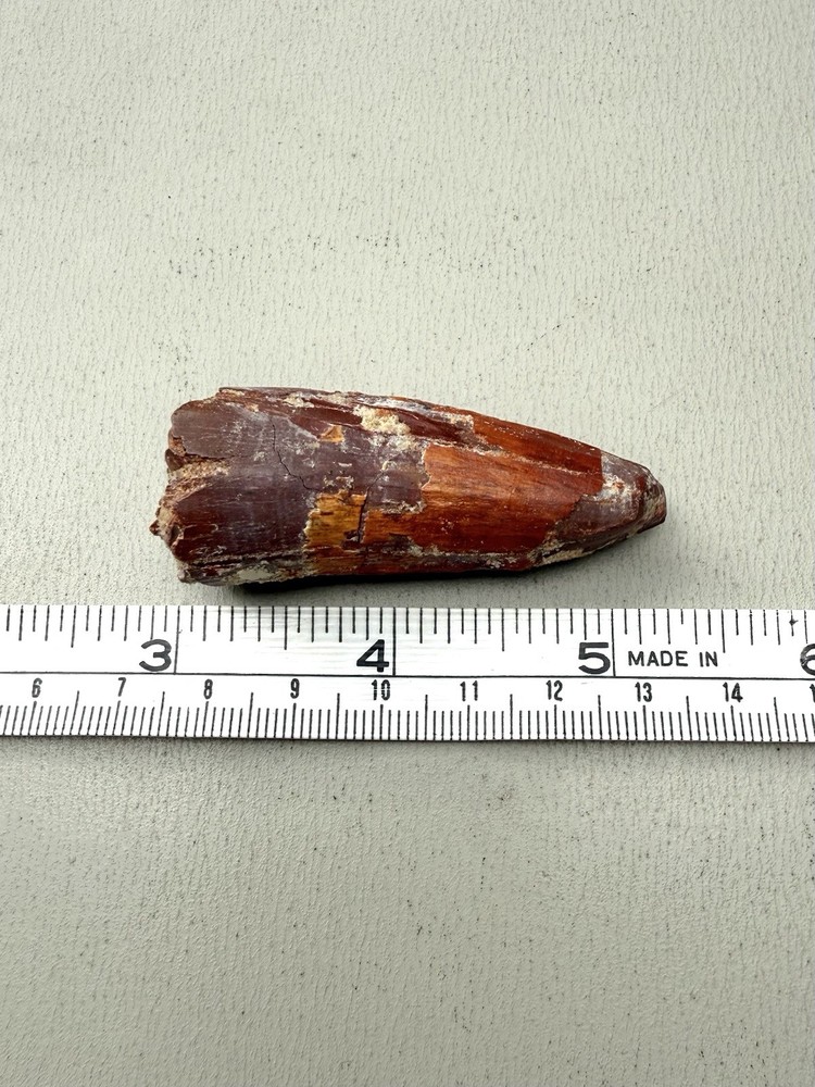 2.5” Spinosaurus Tooth