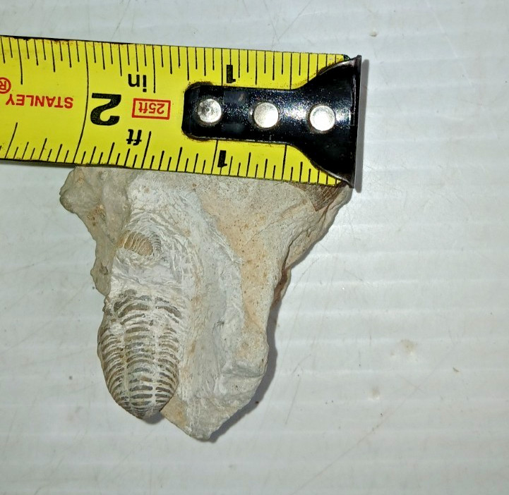 Trilobite Fossil