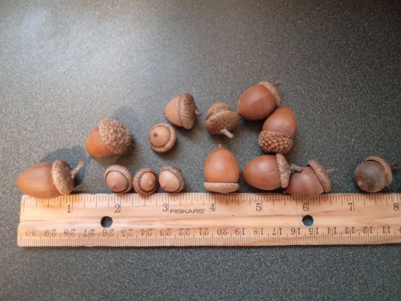 From the Ozarks, 40+ dried acorns WITH caps for crafts, Natural buffed finish