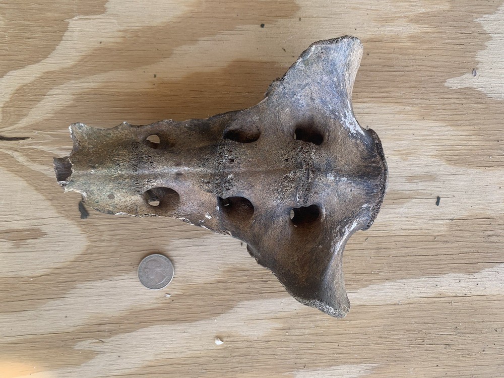 Fossilized Bison Bone