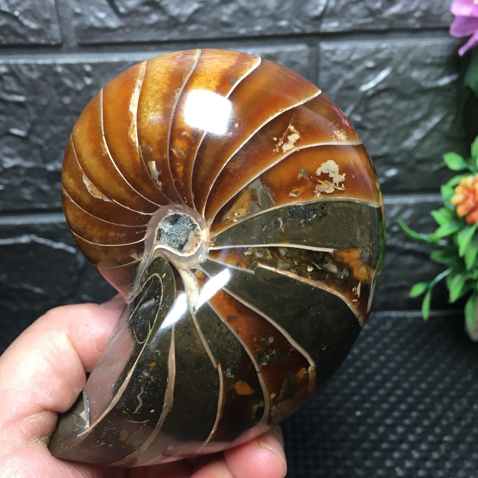 567g Natural polishing Ammonite crystal specimens fb1037