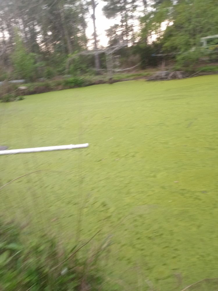 10 pounds, Duckweed- Super LARGE Quantity
