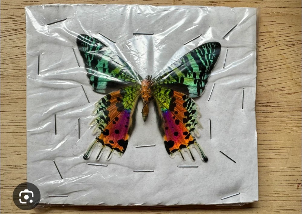 WINGS OPEN Madagascar Sunset Moth Urania ripheus