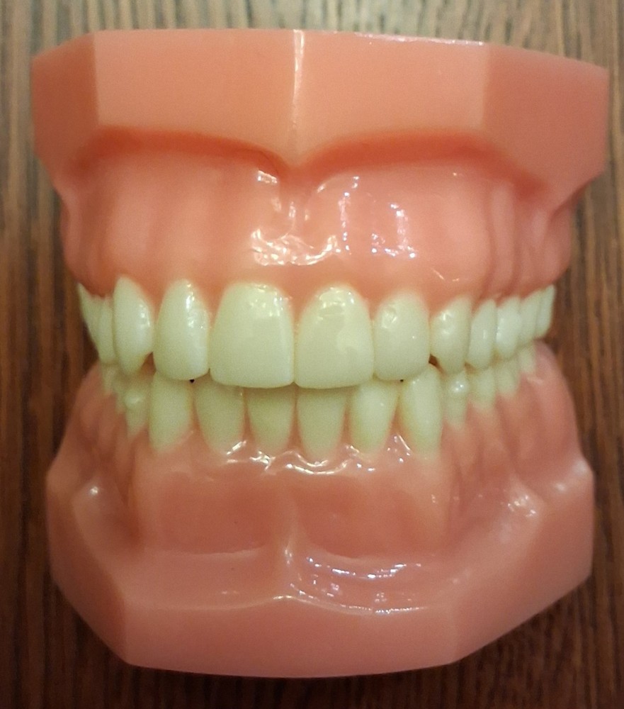 Invisalign Typodont