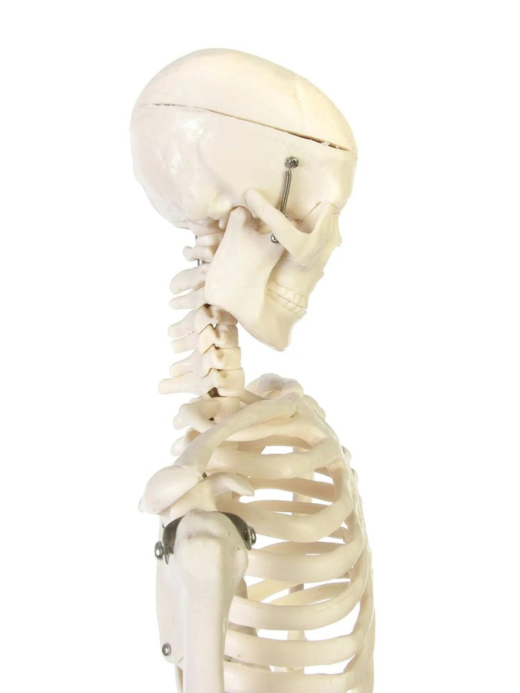 American Educational Skeleton Model, 34" Height