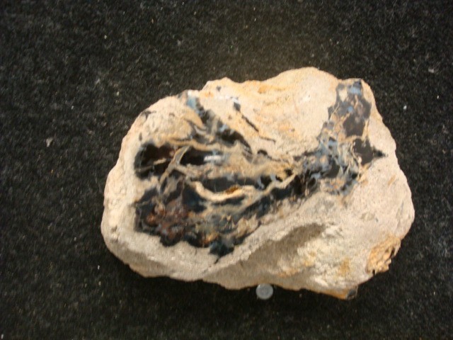 petrified wood