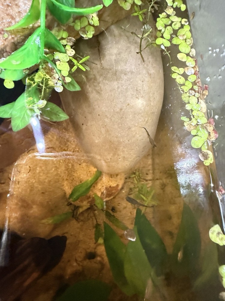 Mutt guppies fish. Lot