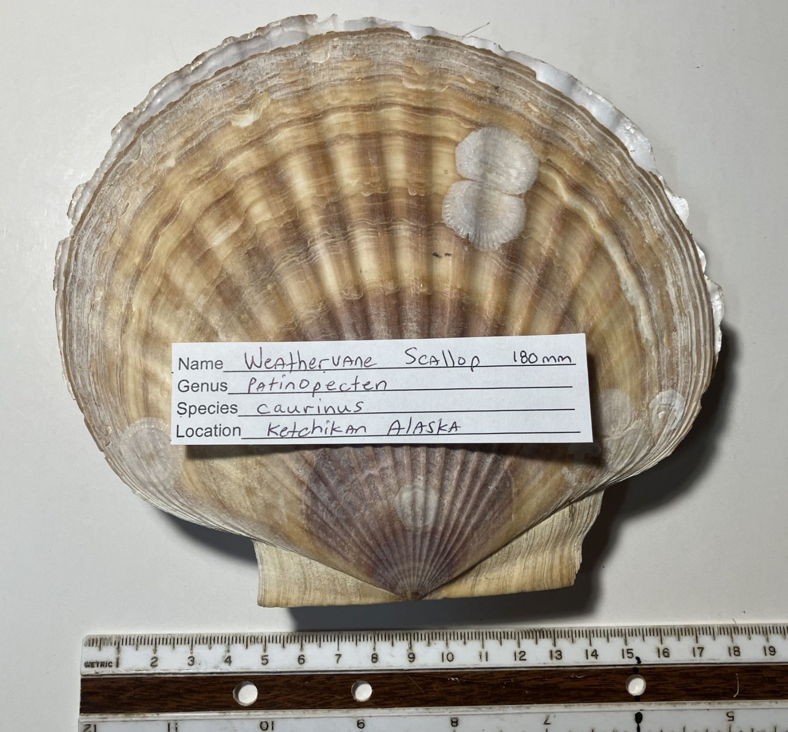 Patinopecten caurinus. Weathervane Scallop. Great Shape.  180 mm.