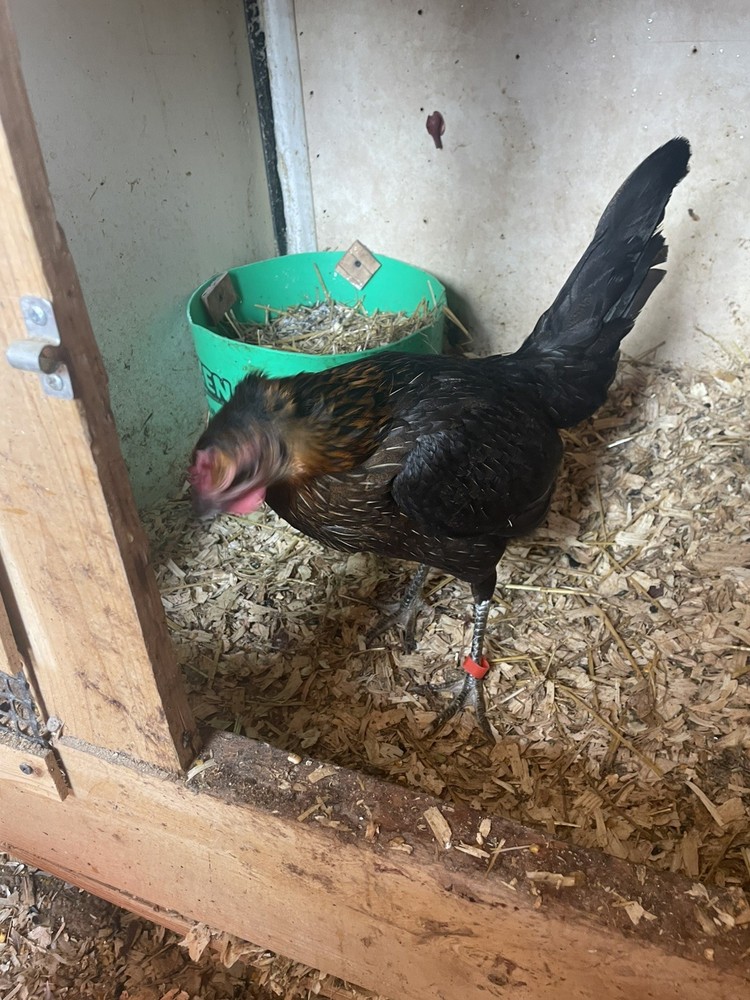 Chicken Hatching Eggs