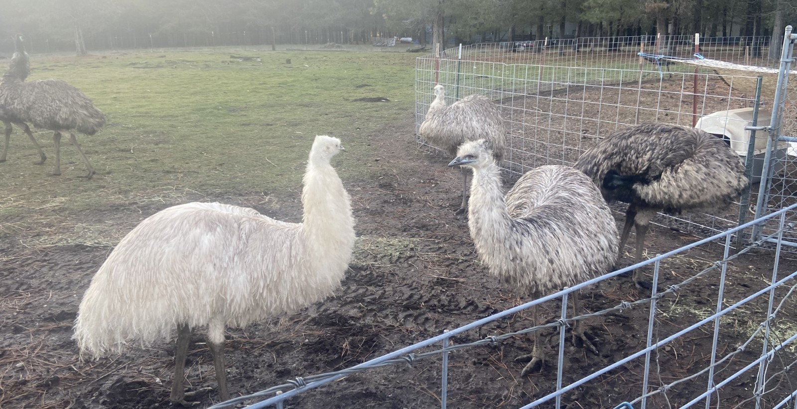 1 EMU Hatching Eggs - Blonde/White/Normal Breeding MOB!