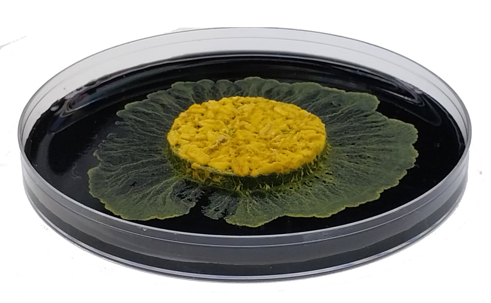 Pet Blob Home School Science Kit Complete with Tools & Instructions