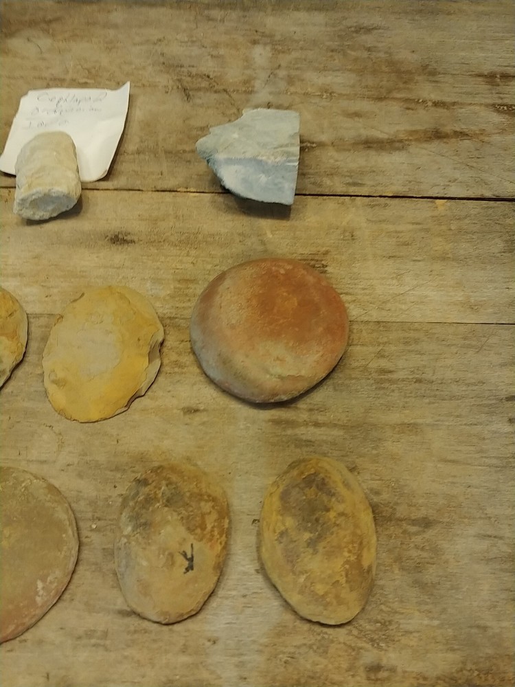 Fossil Lot 24 Total Pieces