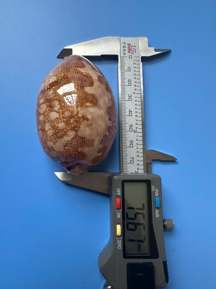 75.6mm | Cypraea Mappa |F+++ GEM | Nice pattern