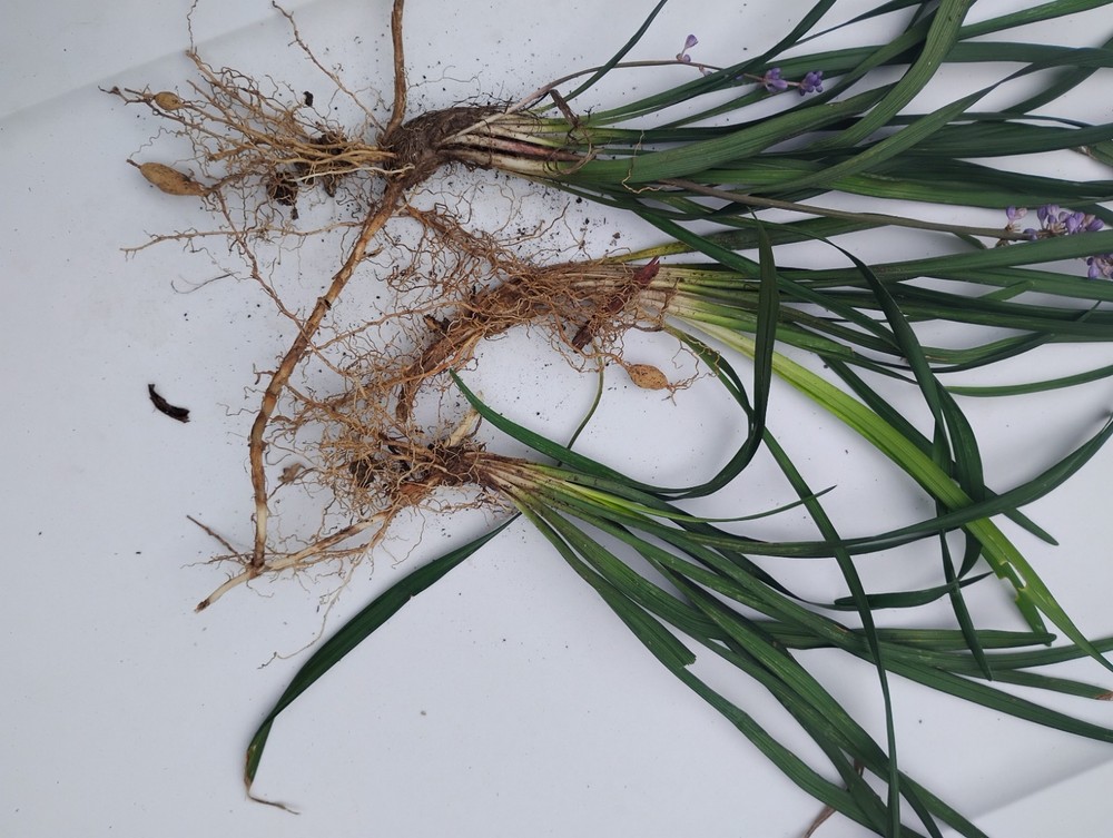 Monkey Grass, Big Blue, Clumping, Lirope 60 Bare Root Plants