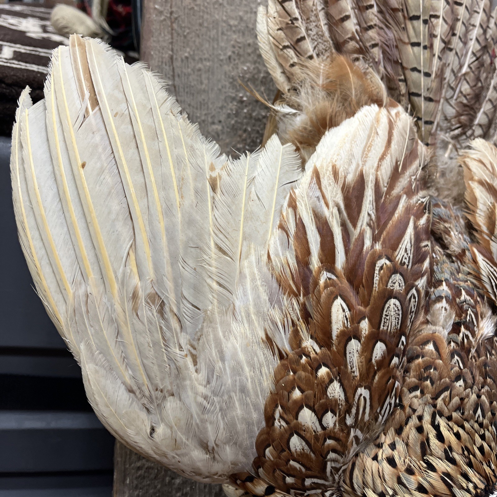 VINTAGE TAXIDERMY RING-NECKED FULL PHEASANT WALL MOUNT 24” CABIN HUNTING