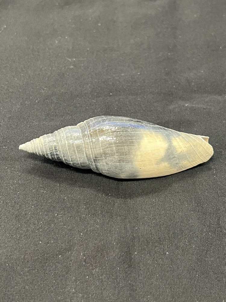 RARE Fossilized MITRE Shell From Central Florida, Pliocene Era.