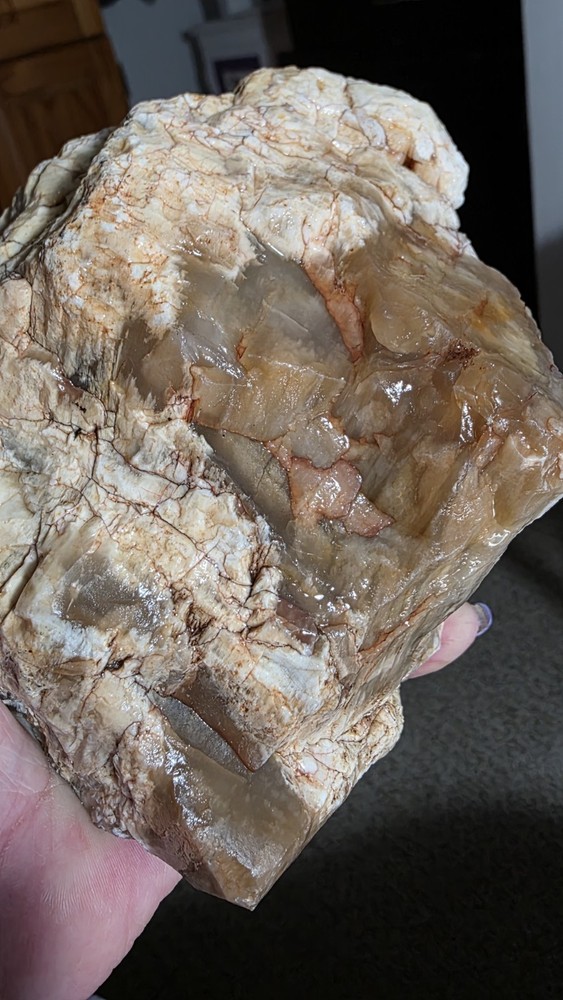 agatized petrified wood 3pc. Lot