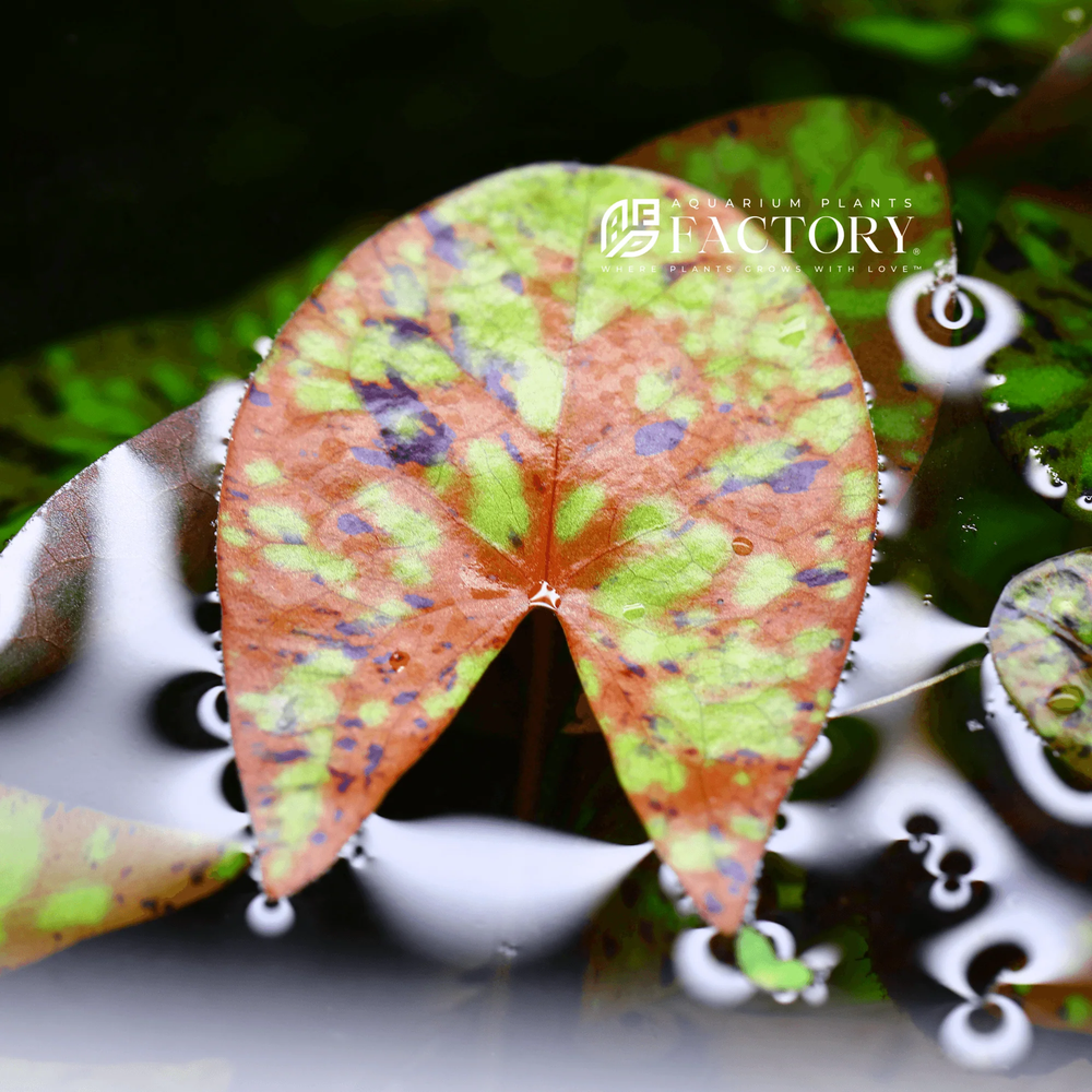 Nymphaea Micrantha | Aquarium Plants Factory®