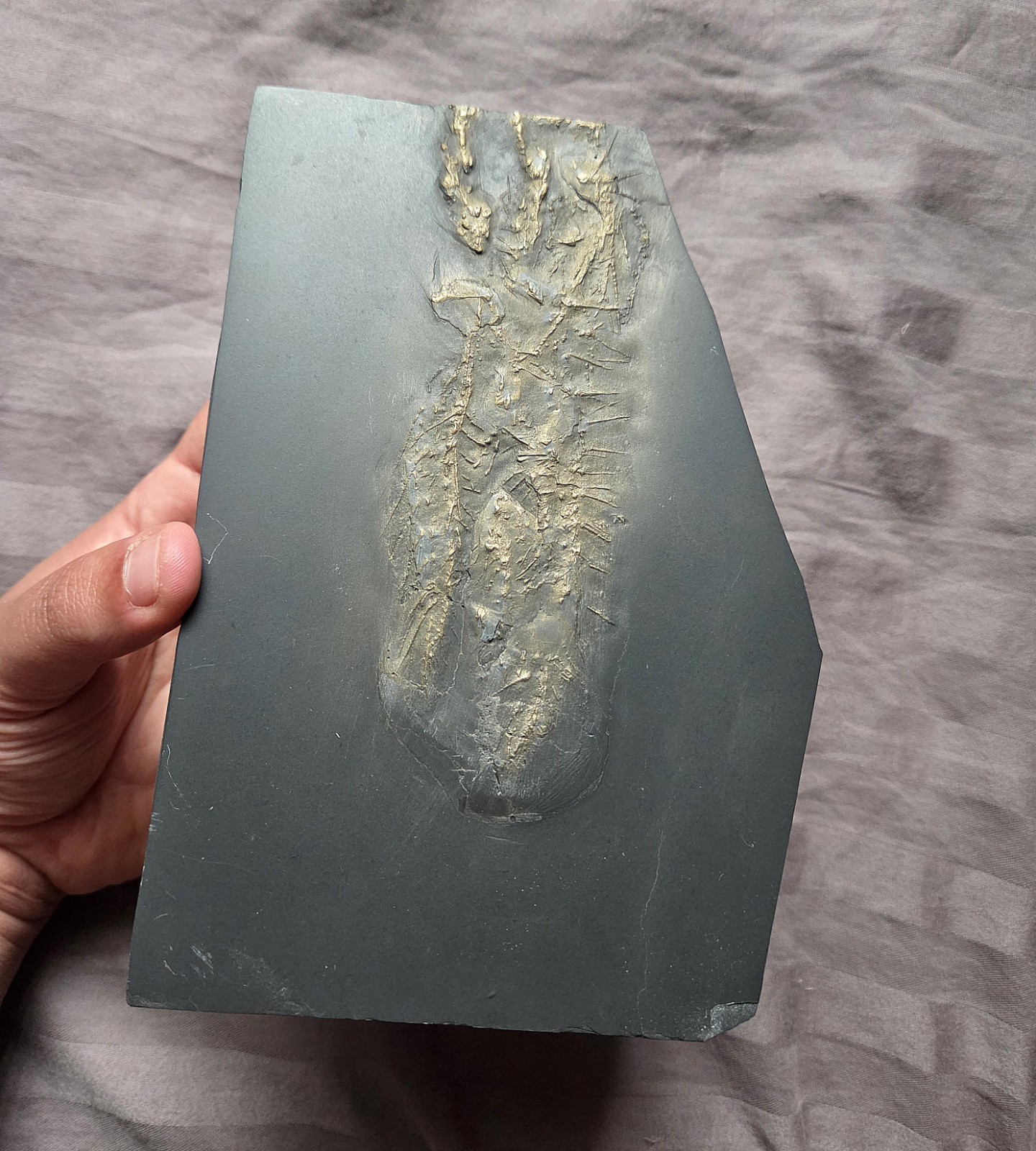 Ultra Rare Hystrigaster Horridus Starfish Fossil Devonian Bundenbach Germany