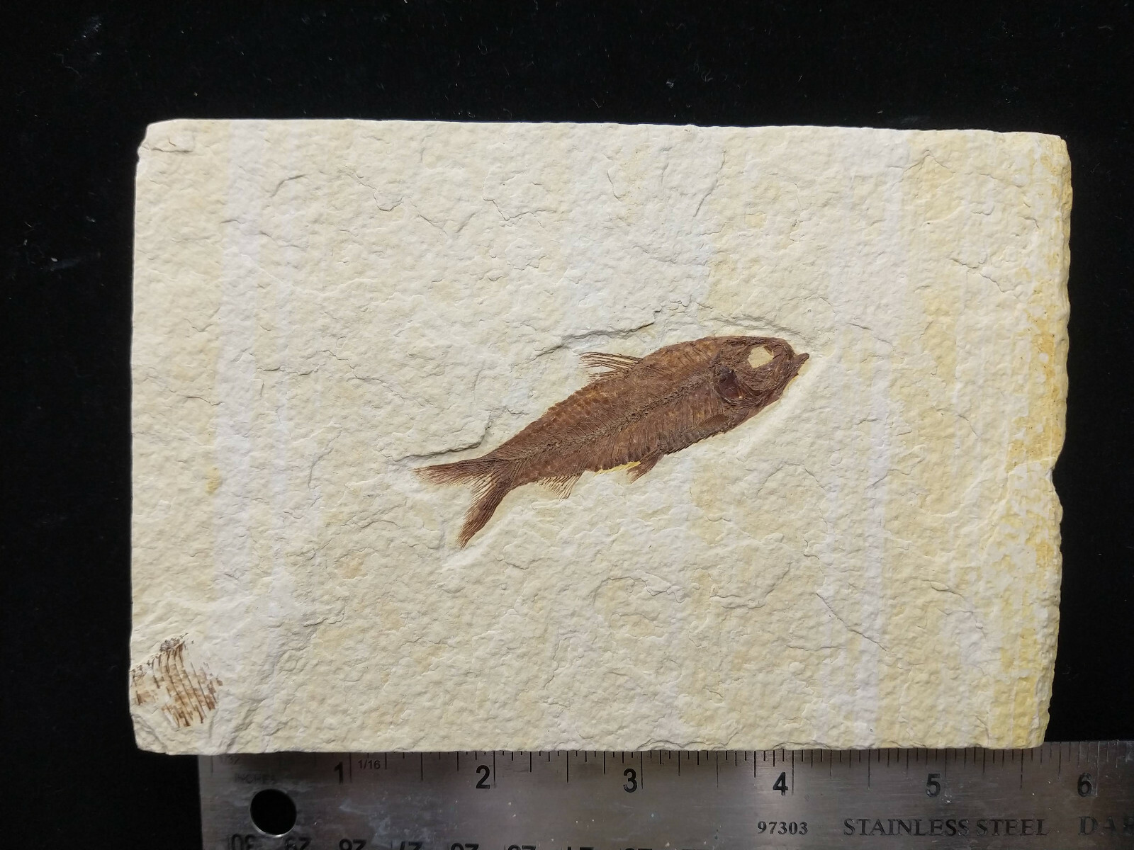 A Grade Knightia eocaena Fossil Fish Green River Formation Wyoming