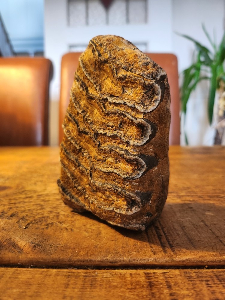 Fossilised tooth found in Happisbugh