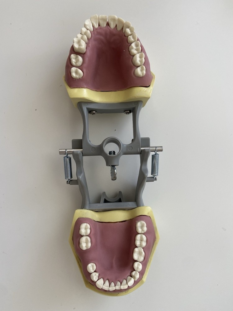 Columbia Dentoform Fit Dental Typodont Model Licensing Exam 31 Removable Teeth
