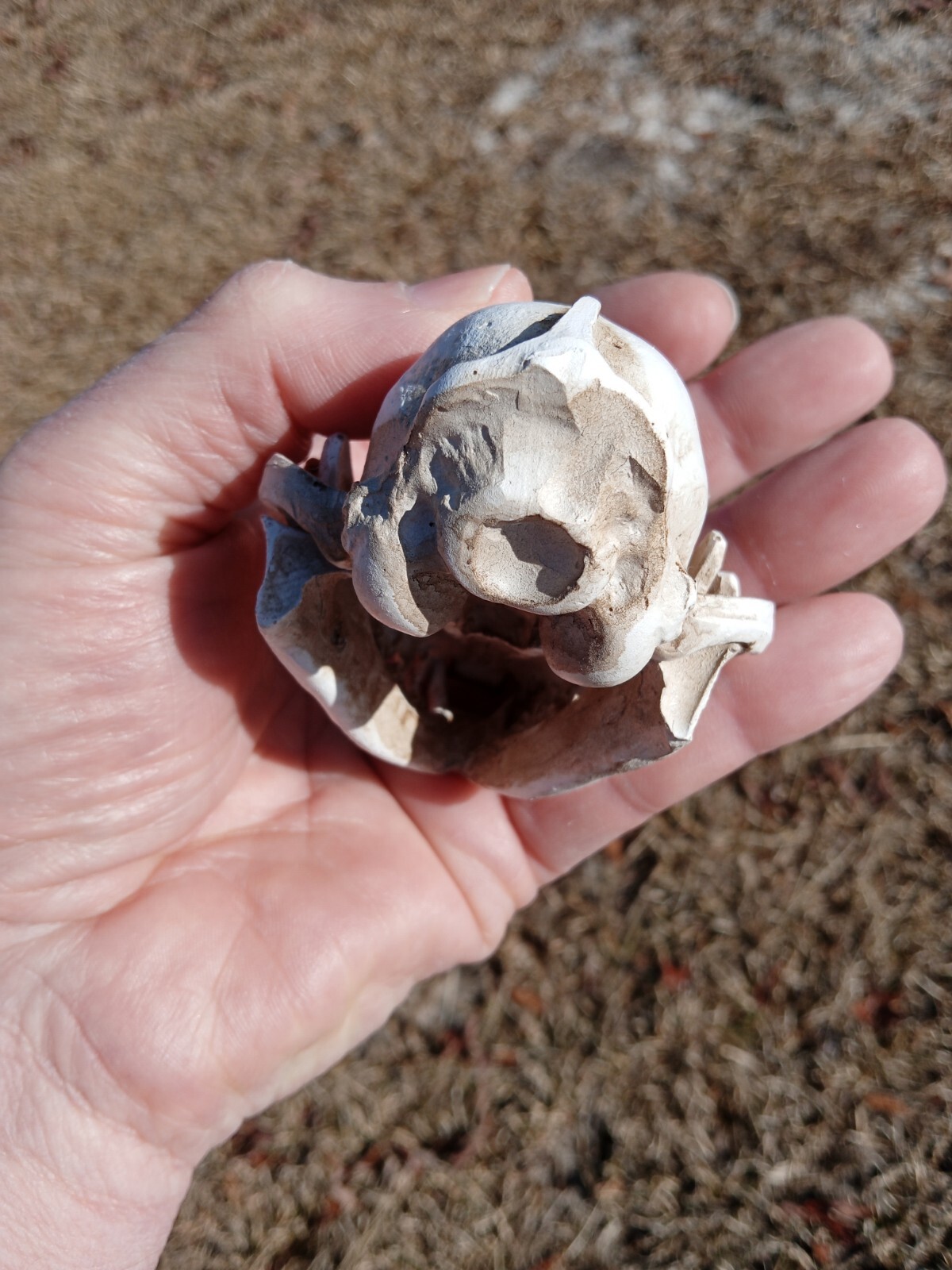 High Quality Replica Resin 😺 Cat Skull. Beautiful Display Cat Skull. Y3