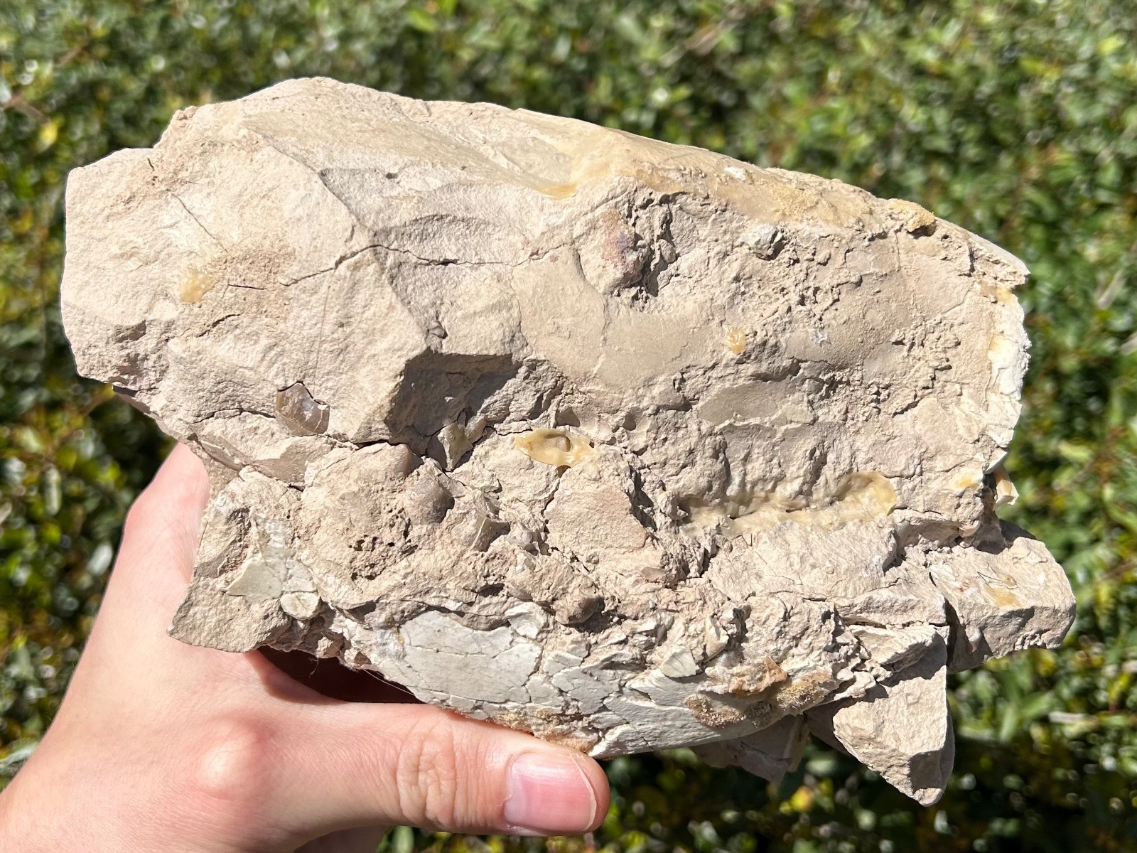 Fossil Oreodont Skull White River Oligocene Mammal Burke Formation Nebraska