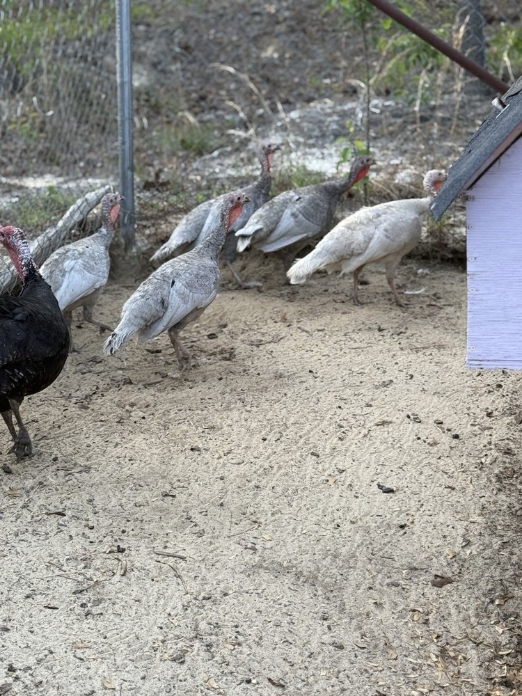 6 + 1 Heritage Blue Slate Turkey Hatching Eggs