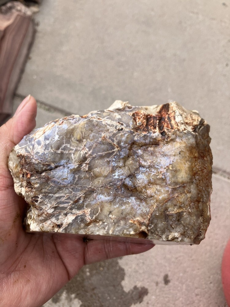 Opalized Wood , Fluorescent Under UV Light