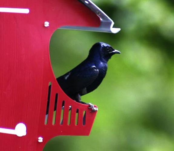 S&K Purple Martin Barn House , 16 Room, Pole Mount,Starling Resistant