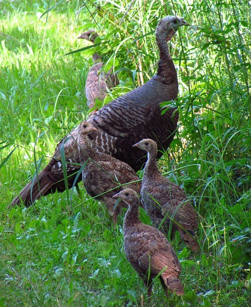 6 Eastern Turkey eggs. Ready to ship now!