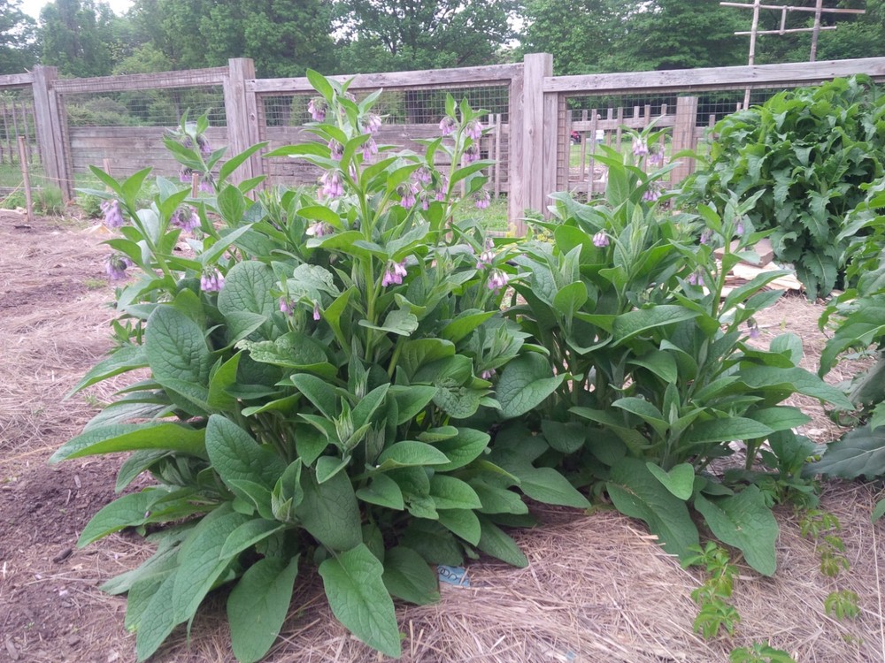 Bocking 14 Comfrey: Sterile, Non-Spreading, Non-Invasive (1 Gallon)