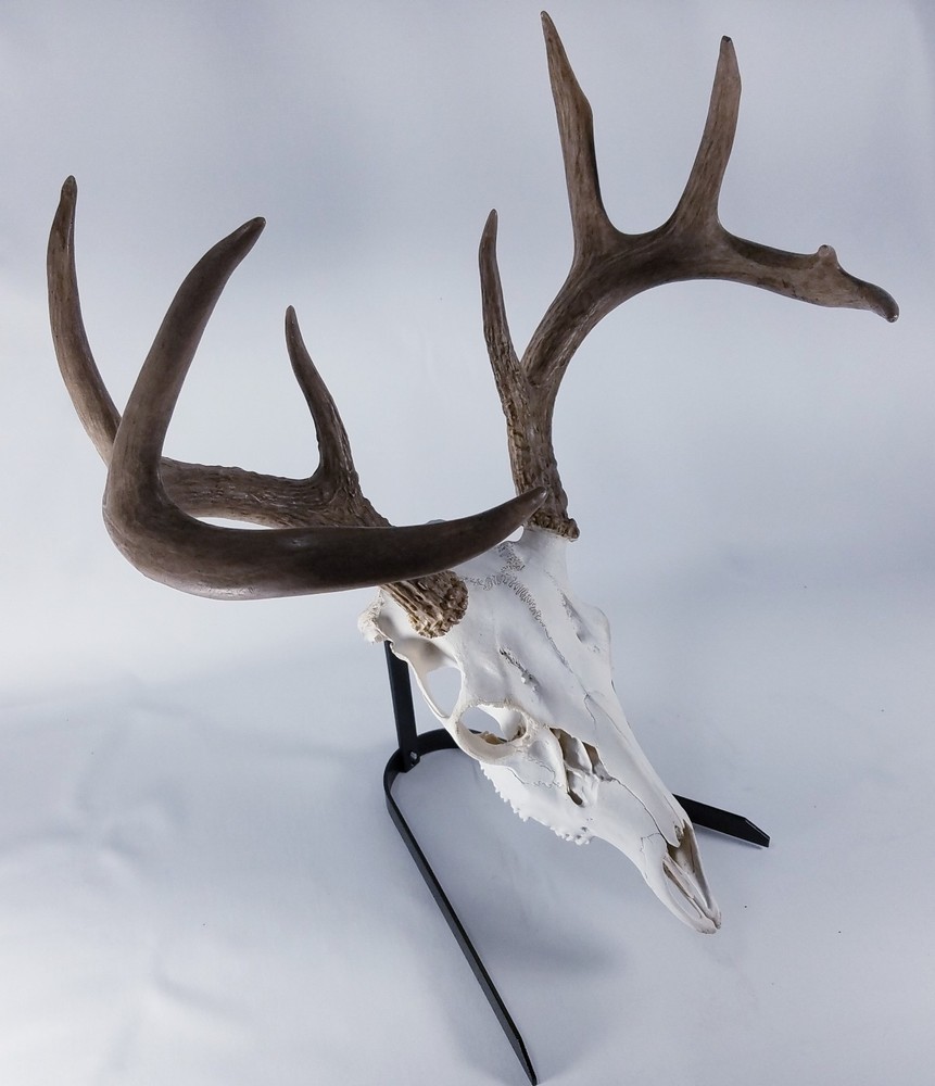 European Skull Mount Tabletop Display. Skull Hook