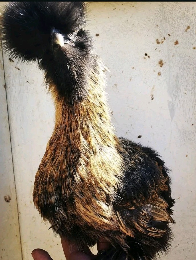 12+Bantam Silky Hatching Eggs Npip Cert