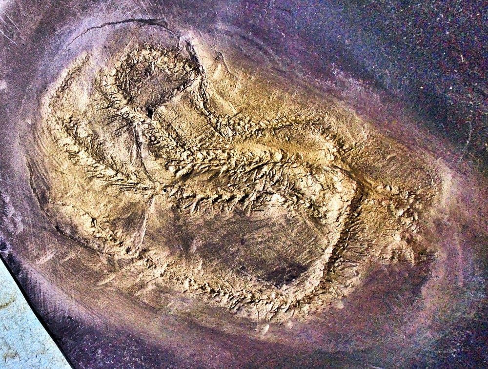 Rare, detailed 7cm complete Eospondylus primigenius : Dev. Bundenbach, Germany