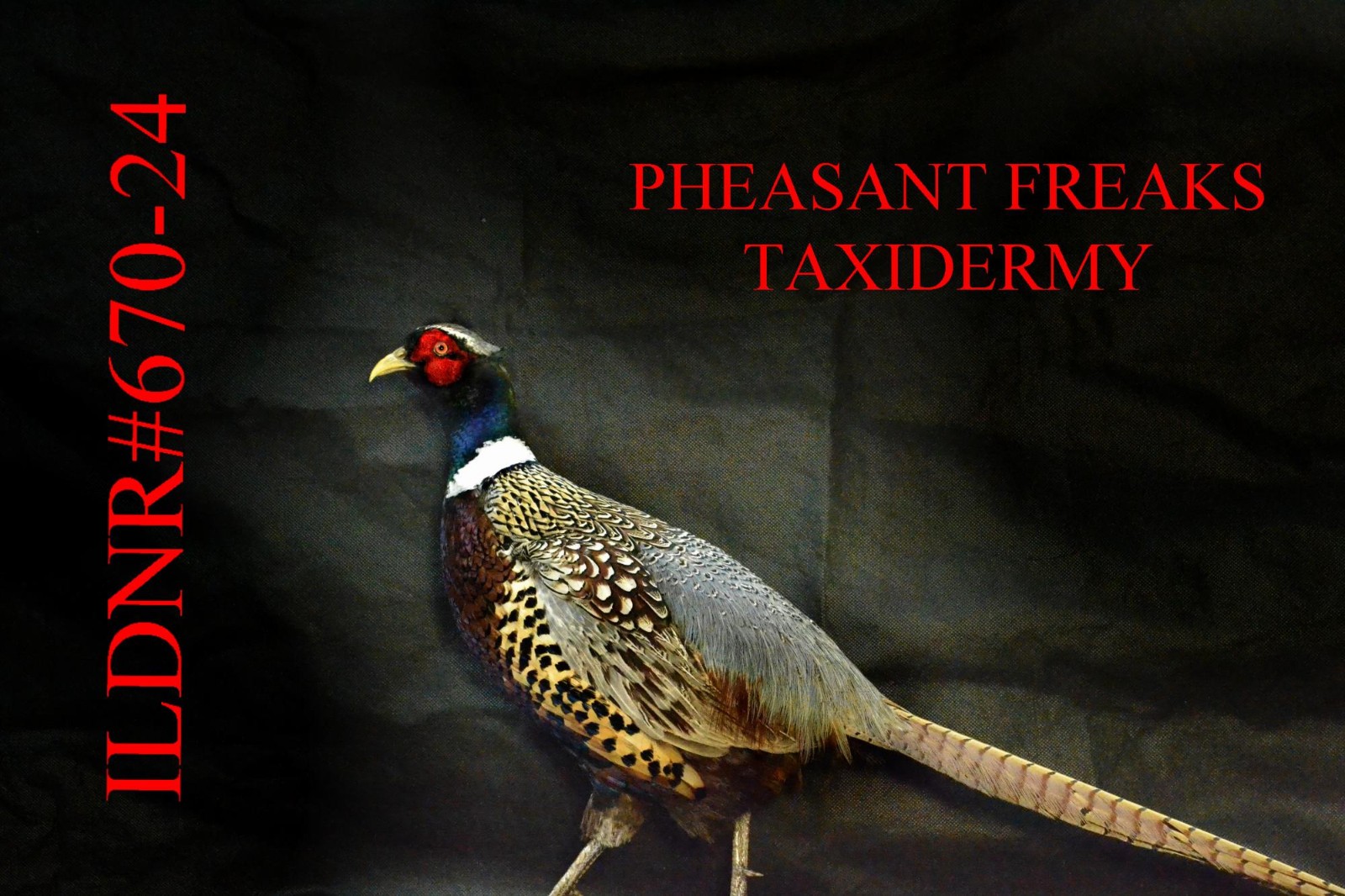 PHEASANT TAXIDERMY MOUNT STUFFED STANDING/WALKING LEFT ILDNR#670-24